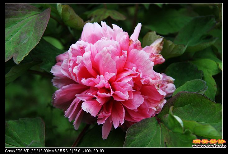 nEO_IMG_IMG_3276.jpg