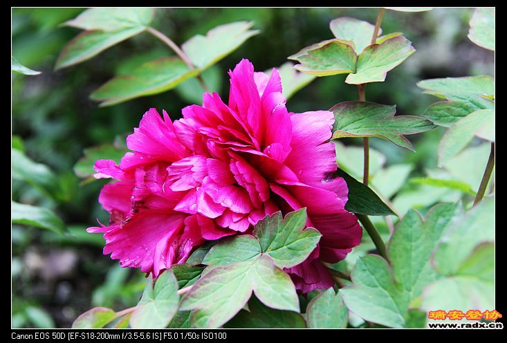 nEO_IMG_IMG_3296.jpg