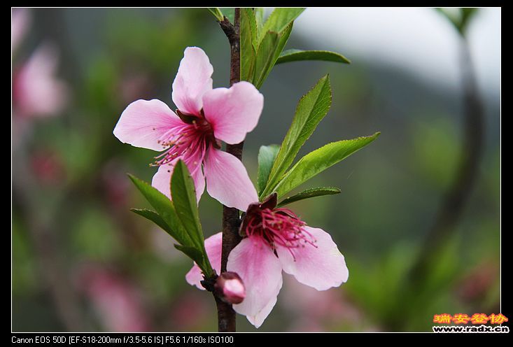 nEO_IMG_IMG_3441.jpg
