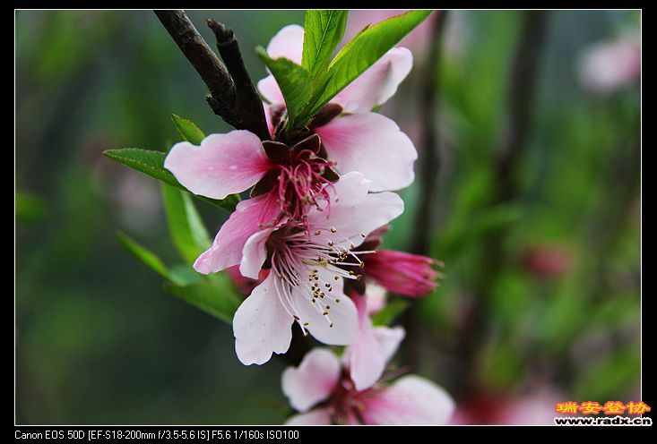 nEO_IMG_IMG_3445.jpg