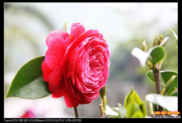 nEO_IMG_IMG_3453.jpg