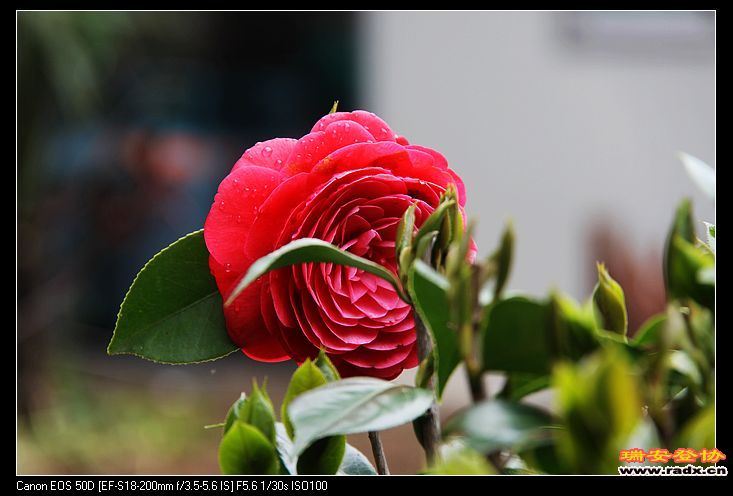 nEO_IMG_IMG_3481.jpg