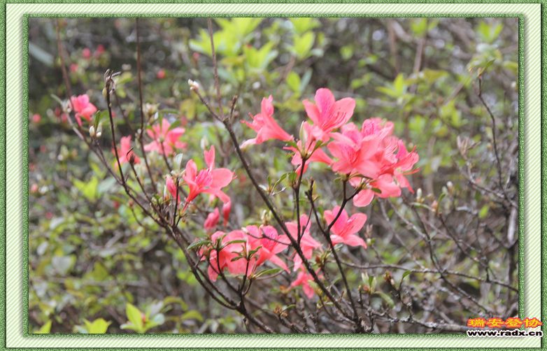 nEO_IMG_杜鹃花1.jpg