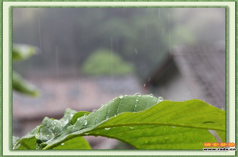nEO_IMG_雨叶.jpg
