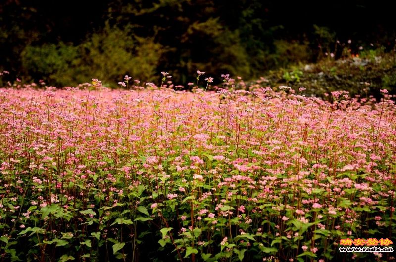 DSC_2569.jpg