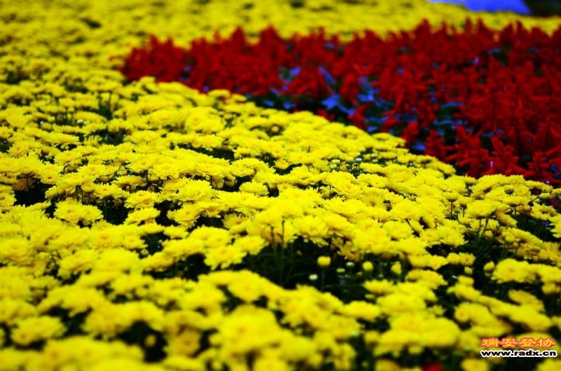 DSC_3530.jpg