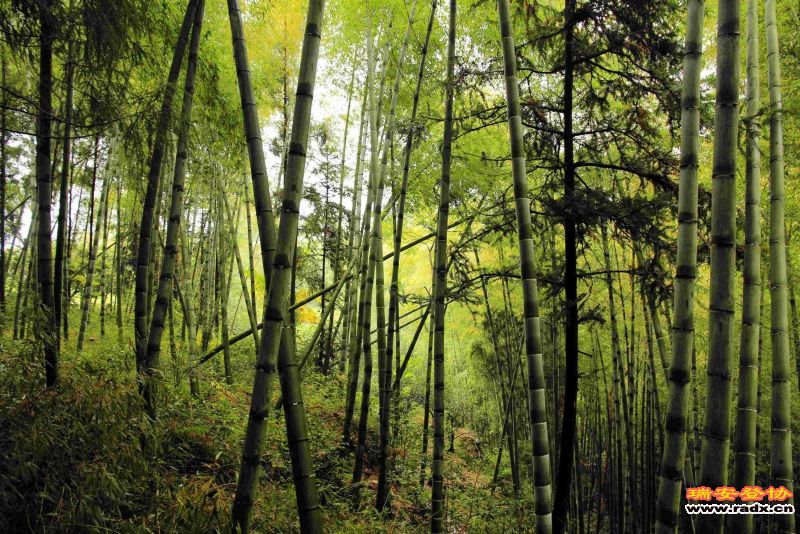 飞鹰道080.jpg