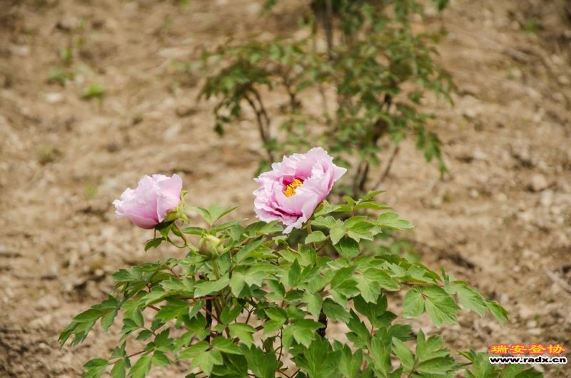DSC_1916.jpg