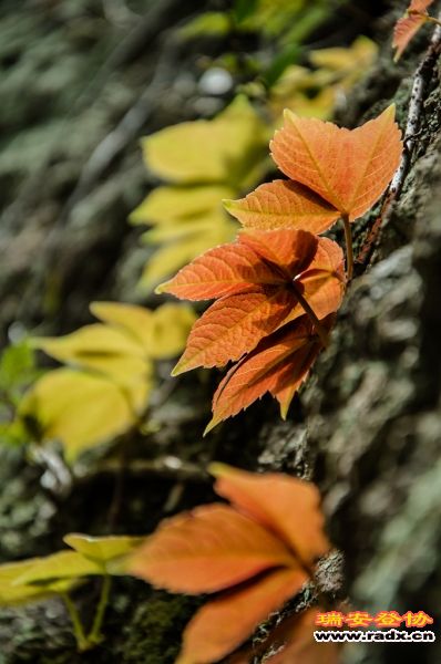DSC_2000.jpg
