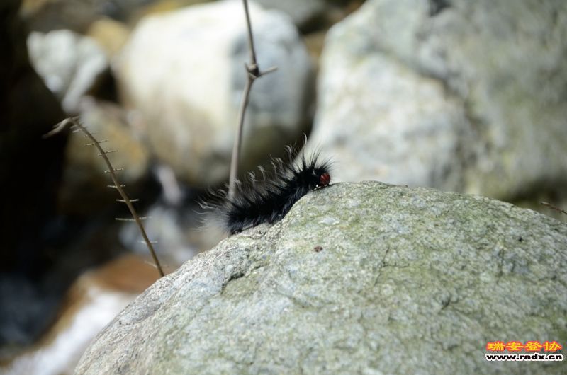 DSC_8503.jpg