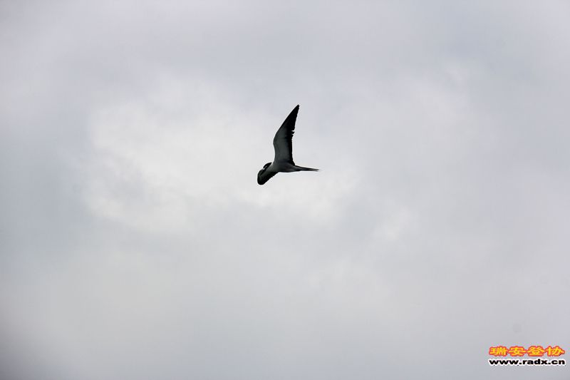 IMG_7662.jpg