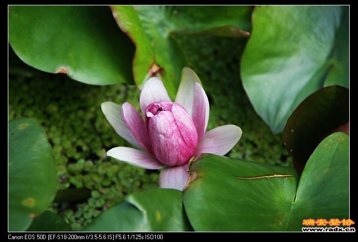 nEO_IMG_IMG_1153.jpg