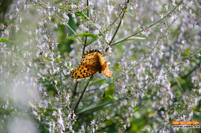 DSC_1395.jpg