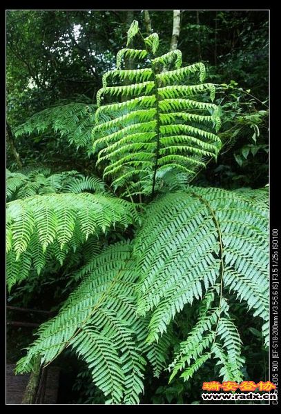 桫椤