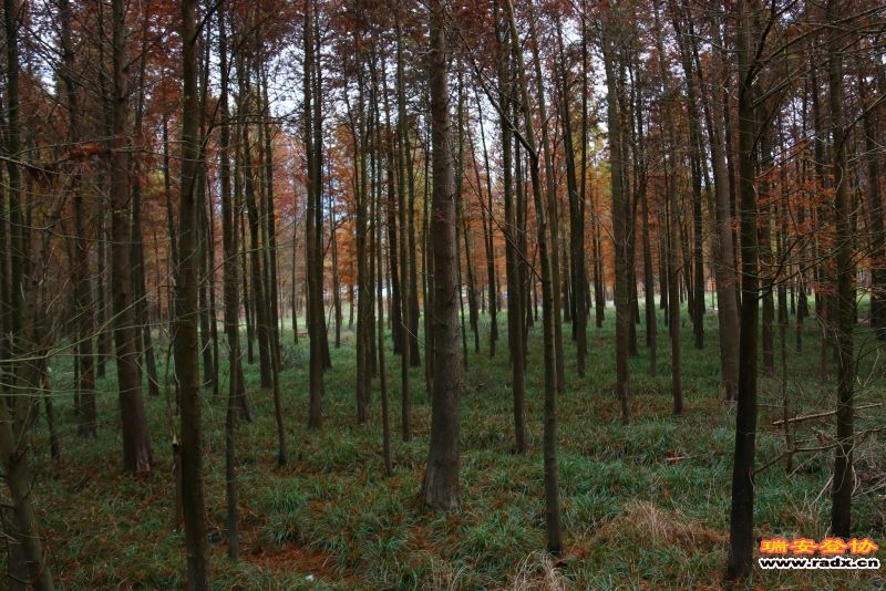 IMG_4236.JPG
