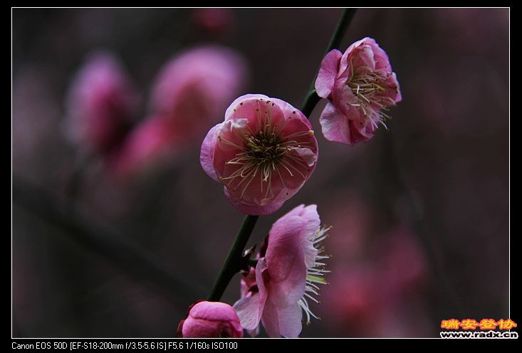 nEO_IMG_IMG_5965.jpg