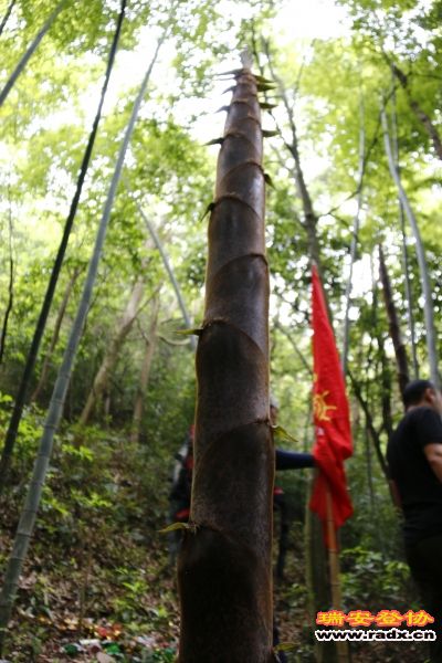 _MG_2394.JPG
