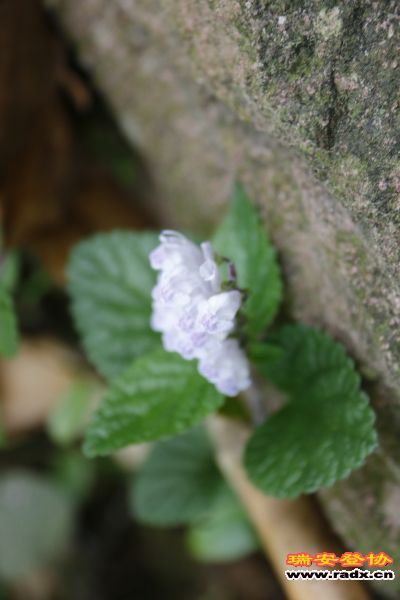 _MG_2408.JPG