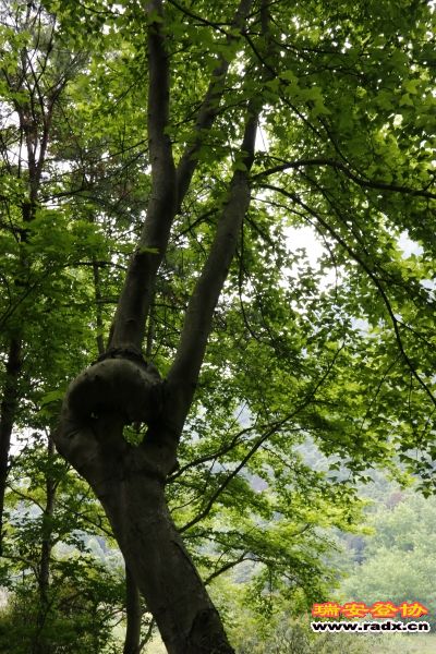 _MG_2481.JPG