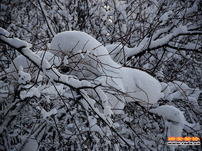 DSC_0449.jpg