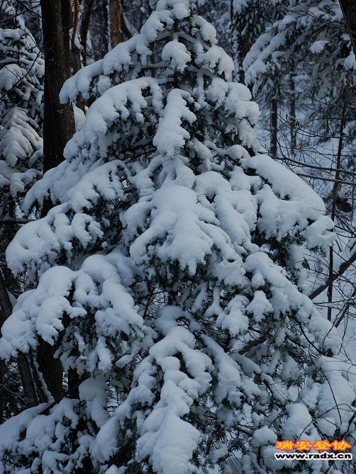DSC_0346.jpg
