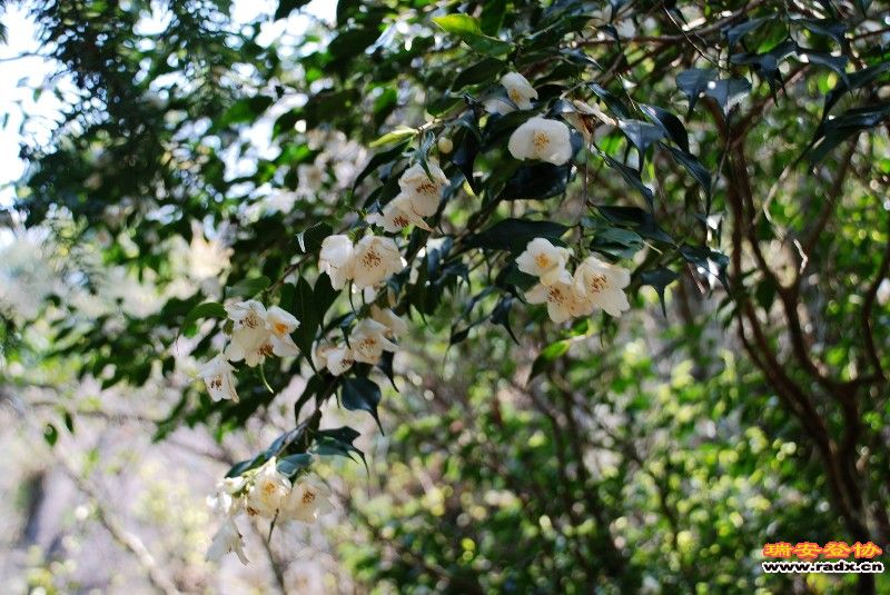 DSC_0119.jpg