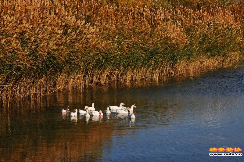 DSC_9549.jpg