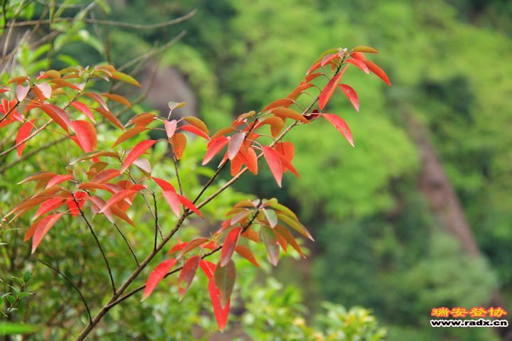 IMG_5411.jpg