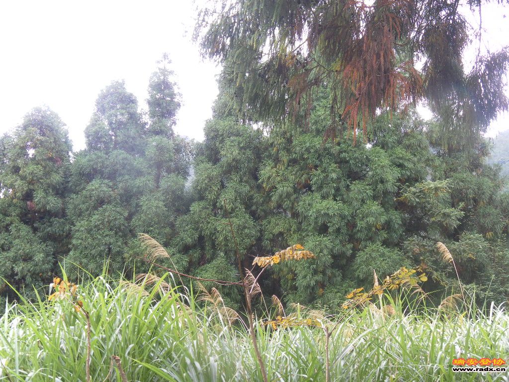 SAM_0135.JPG