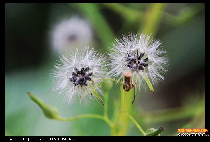 nEO_IMG_IMG_0205.jpg