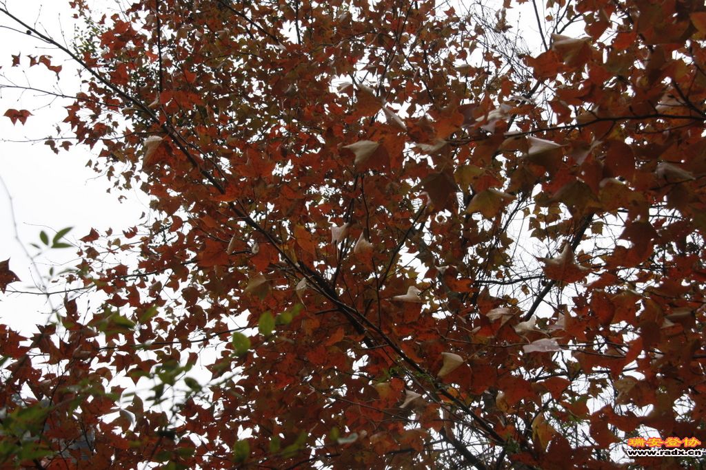 _MG_1017.JPG