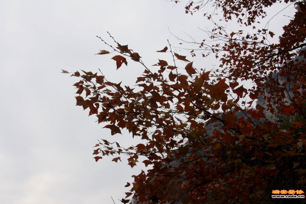 _MG_1018.JPG