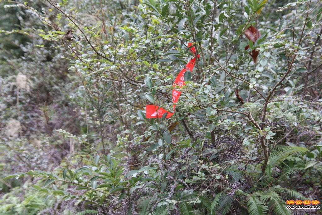 IMG_1103.JPG