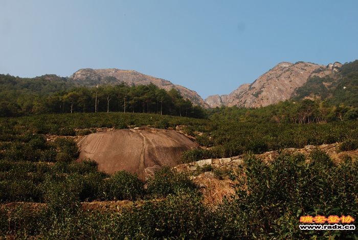 89-大龙湫茶场.jpg