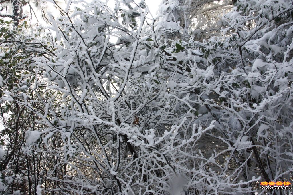 _MG_2693.JPG